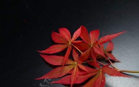 红叶子