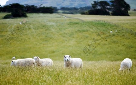 草地素材高清草地羊