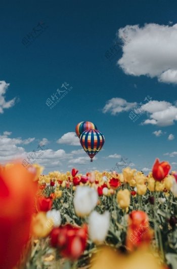 花海热气球