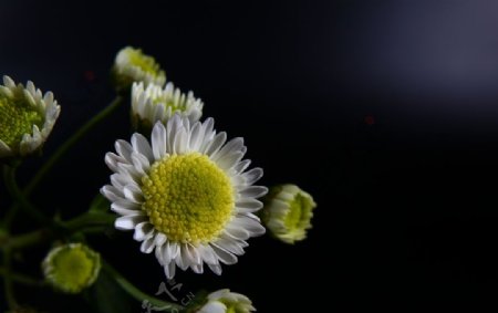 多头白色菊花