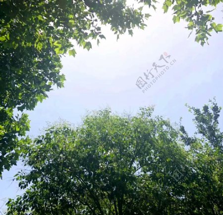 天空树木摄影