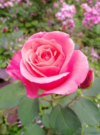 粉色月季花浪漫蔷薇