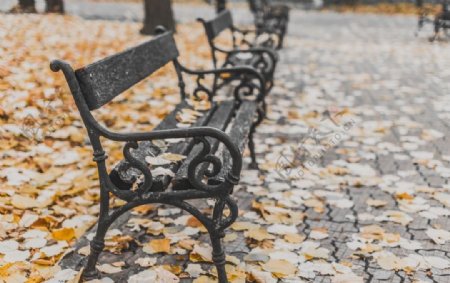 公园长椅落叶树叶秋天
