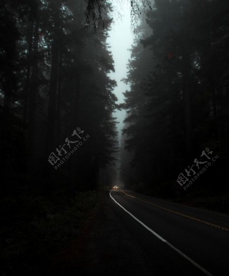 树林公路汽车灯光大雾