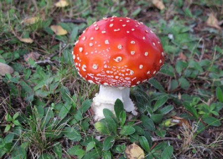 红色毒蘑菇