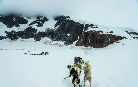 雪橇犬