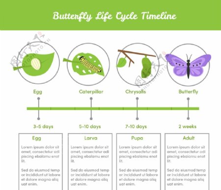 蝴蝶生命周期的信息图