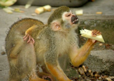 猴子吃甘蔗真甜
