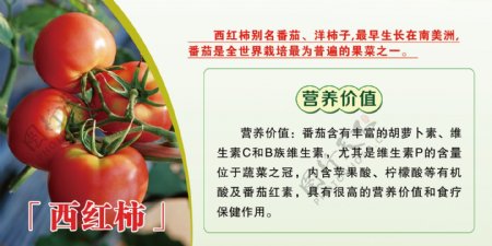 西红柿西红柿营养价值展板