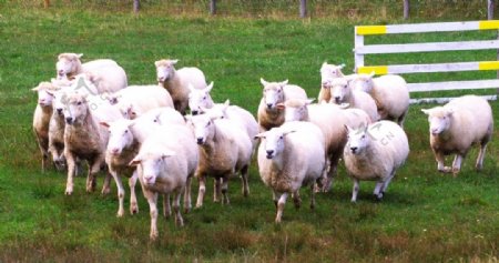牧场上的羊群