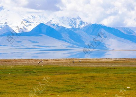 多情措湿地黑颈