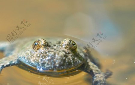 一只野生蟾蜍青蛙癞蛤蟆