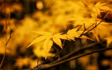 秋天用微距摄影的枫叶