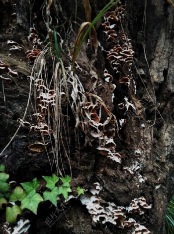 菌子木耳朽木木头菌类