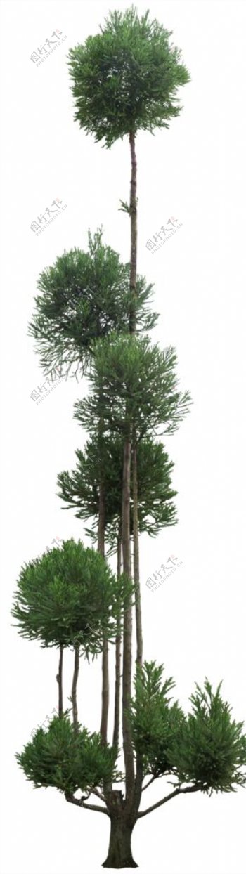 柳杉造型树园林景观效果图