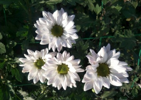 白色菊花朵