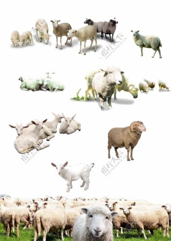 羊矢量图