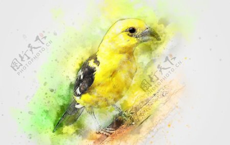 黄鸟