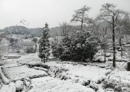 西湖龙井茶园雪景