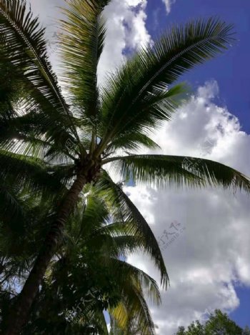 海岛椰树风景图
