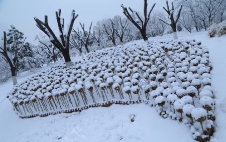 冬雪地景