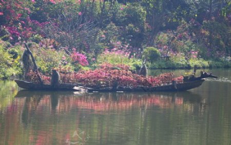 仙湖植物园