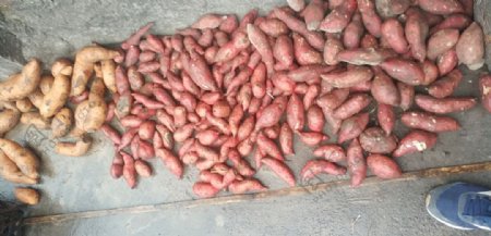 红薯番薯地瓜