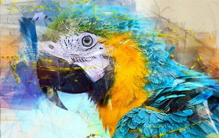 鸟类水彩画