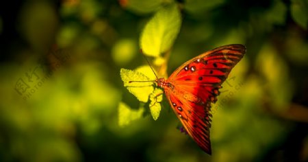 花丛中飞舞的蝴蝶