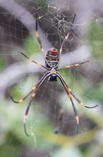 蜘蛛微距摄影美图