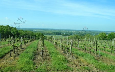 法国葡萄酒庄园