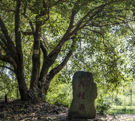 咸宁桂花镇