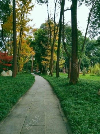 公园石板路石头路绿色秋天