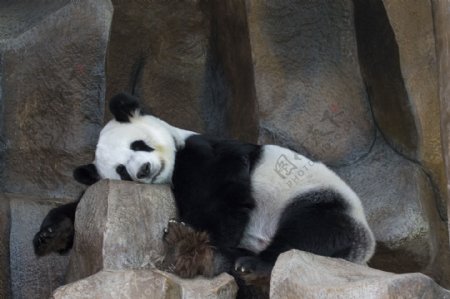 大熊猫高清摄影