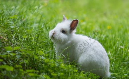 白色兔子草地背景动物