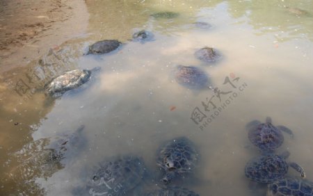 海龟一群海龟大海龟
