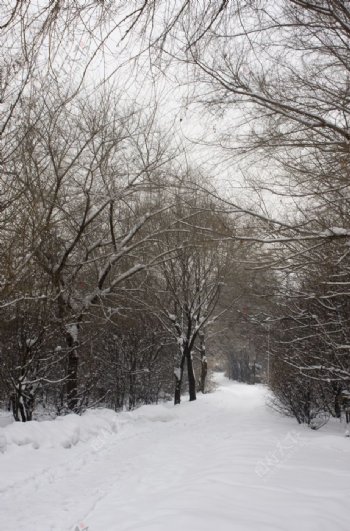 树林中雪景