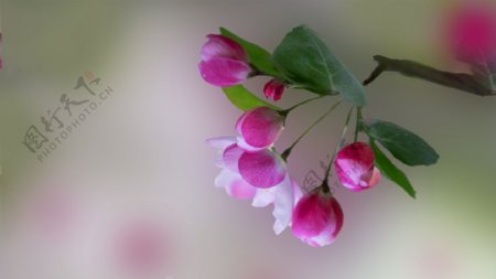 海棠花摄影美图