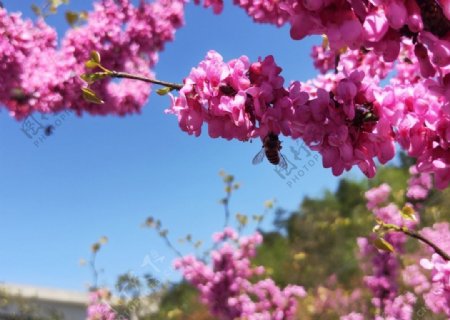 花开蜜蜂来