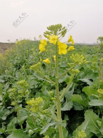 油菜花油菜花苔油菜花苞