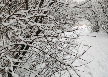 雪后的树枝