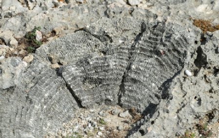 珊瑚石化石化石加勒比