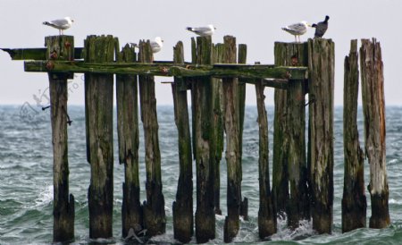 海水景观图海鸥