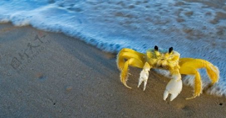 大西洋幽灵蟹