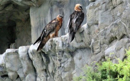 鸟动物园奥地利保护喙