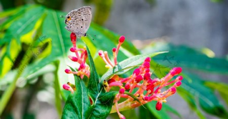 蝴蝶花自然昆虫植物区系