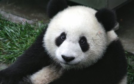 大熊猫的彩色照片