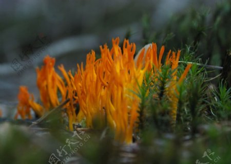 蘑菇青苔森林地点橙色