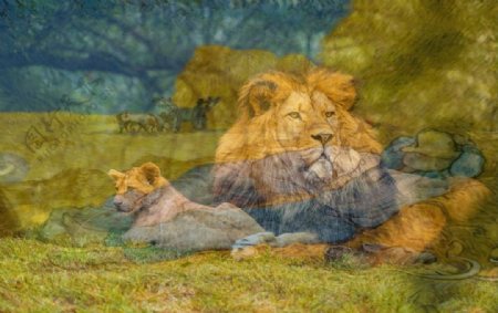 睡眠狮子艺术
