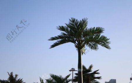 椰树天空高清照片椰子